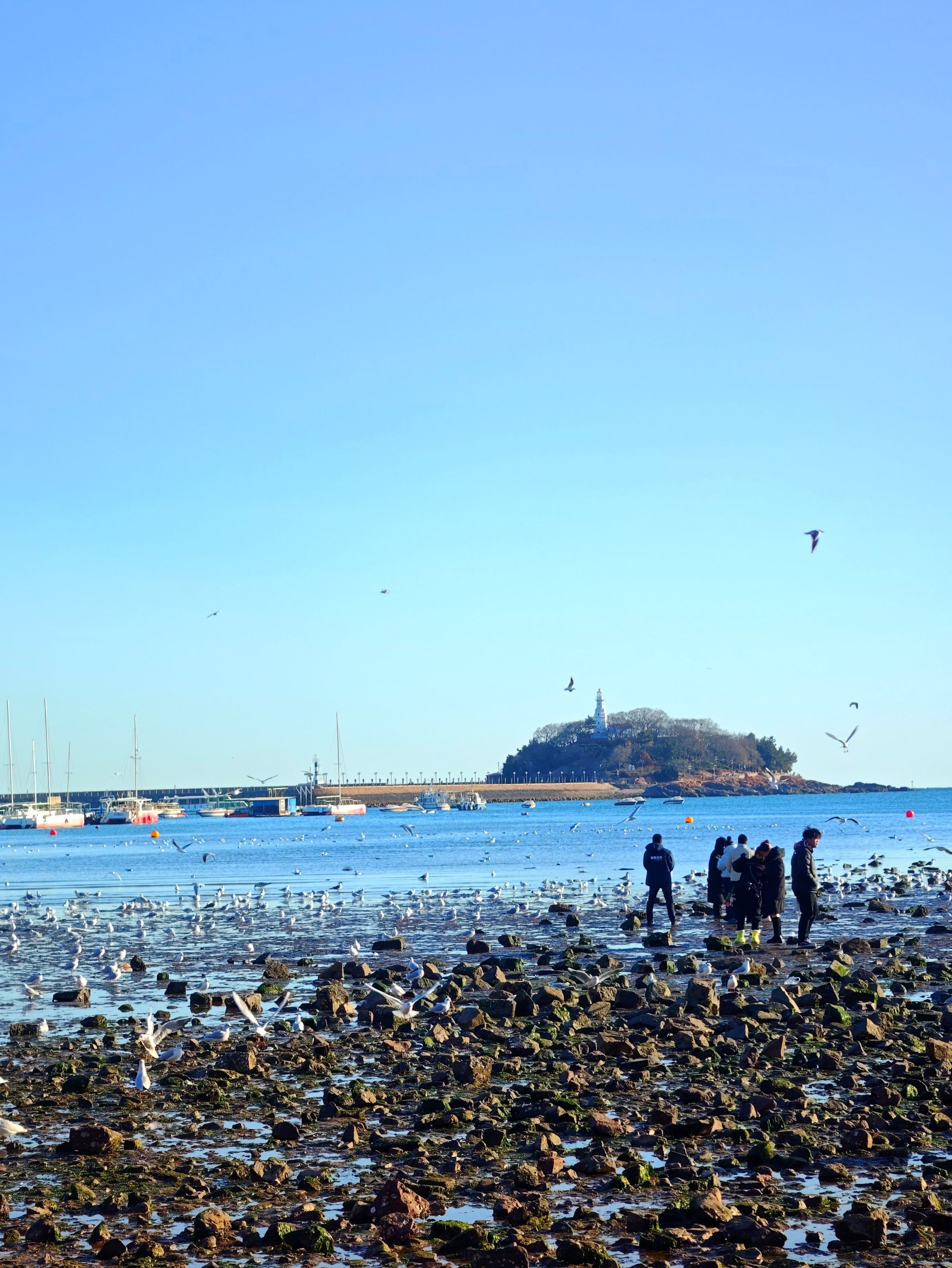 海鸟飞过海岸，礁石间有人停留，远处是小岛与灯塔